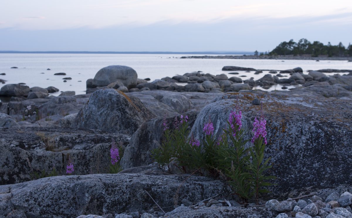 Avoin Ajatus – Mirka Salminen